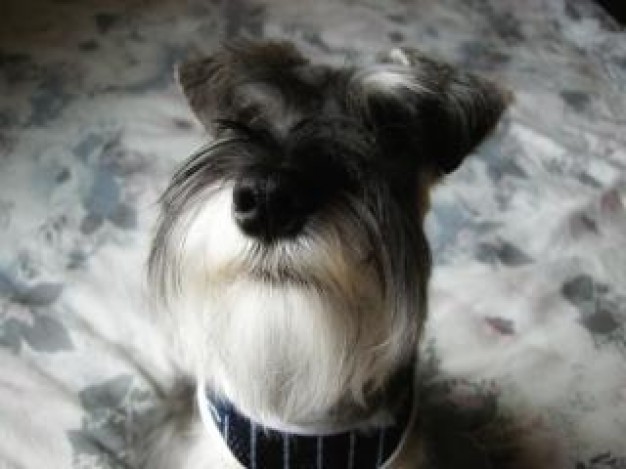 Miniature Schnauzer miniature Dog schnauzer cute about Breed Recreation